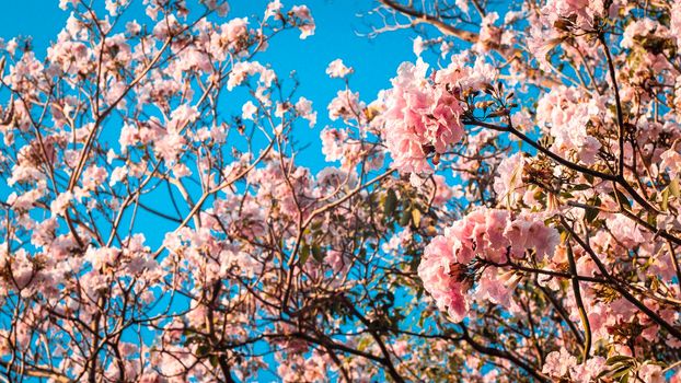 close up beautiful landscape of spring with pink flower .Blooming tree twigs .pink  flowers blooming on tree in springtime .Beautiful cherry blossom sakura in spring time over blue sky.