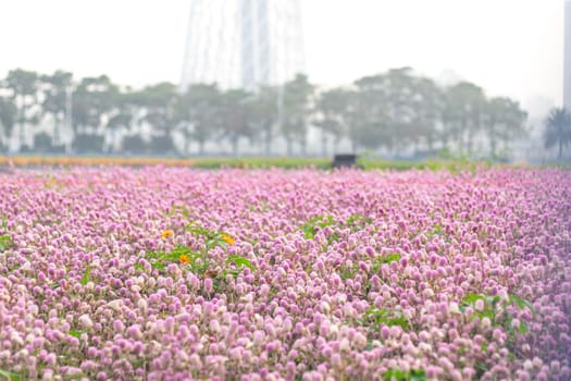 image of beautiful little cute flowers  field in pink background .sweet moment concept background for valentine 's day