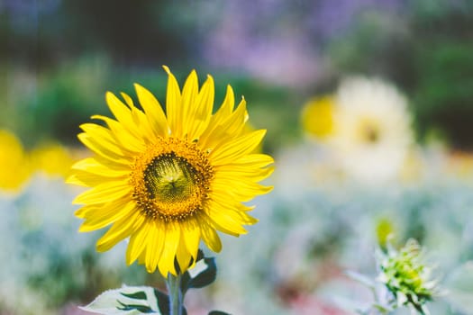 close up view of sunflower flowers in the field . Bright sunflower in sunset light, close-up, selective focus