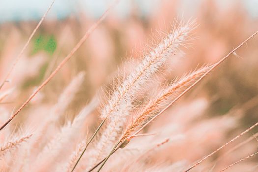Wild Grass Flowers Field blow in the wind on landscape with vintage tone.