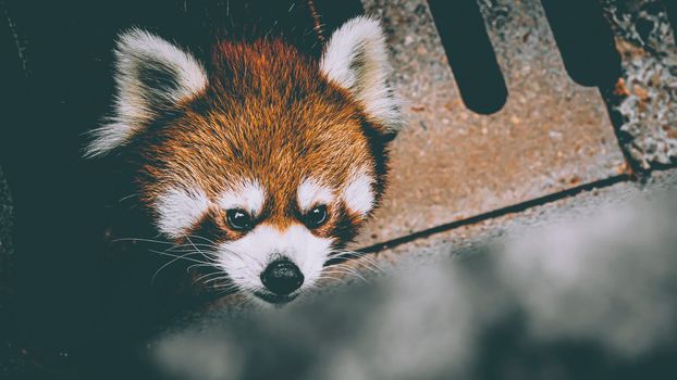 A frontal portrait of a Red Panda . Cute adorable raccoon.