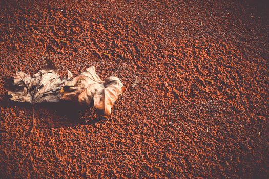Autumn of brown dry leaf on rustic red soil ground background