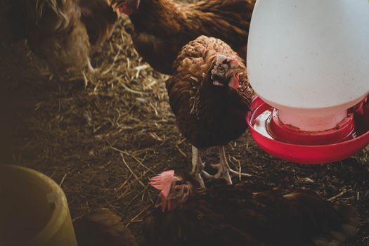 Indoor domestic chicken animal farm agriculture, chicken feeding, broiler chicken feeding with organic food.
