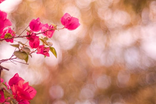 Red bougainvillea flower petals.  Colorful red and pink Bougainvillea flowers on a long brunch blurred bokeh background. Summer Spring flower