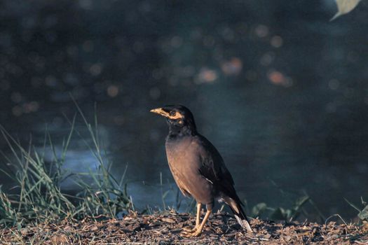 Common myna bird animal Portrait brown fur color yellow eye shade wildlife on green grass ground over lake water background.