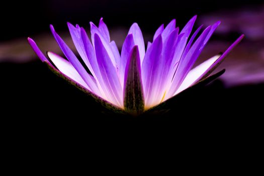Violet Lotus Flower Close up. Purple Flower, Close-up, Petals. Symbolic Meanings of the Lotus in Buddhism.