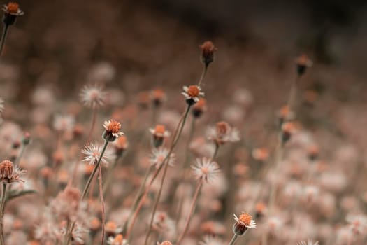 Abstract wild grass flowers grassland in summer background with blurred flowers and bokeh. Green grass and little white flowers on the field. Beautiful summer landscape.