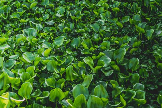 Water hyacinth green leaves background over nature river cannel leak pound.