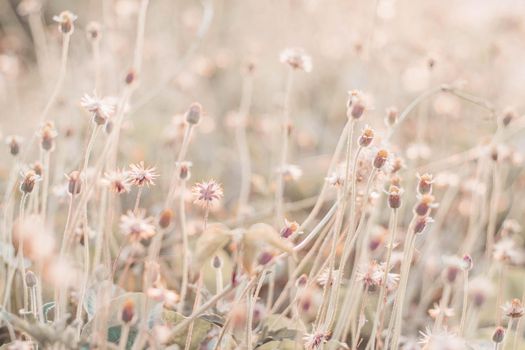 solf focus fairy tale Wild grass field landscape with spikes. Rural scene. Nature concept. Blurred soft focus. Grass flower ,close up soft focus a little wild flowers grass in sunrise