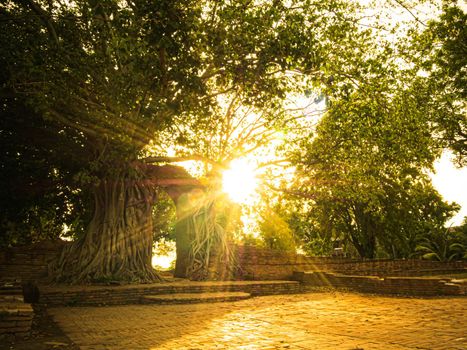 Sun flare through Branches bush tree on sky background. Trees against the sky and sun flare. Tree and branches ant eye view. Nature Background. Beautiful Sun Shine