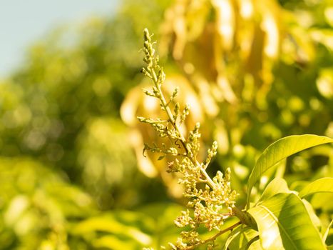 Soft focus close up mango flower blooming on the tree. Organic fruit Nature idea background for graphic advertisement design product farm.