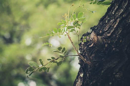 Selective focus New Born Germinating Bright Green Leaves. Fresh green young plant of new seed born and grow up on tree branch. Hope concept idea.