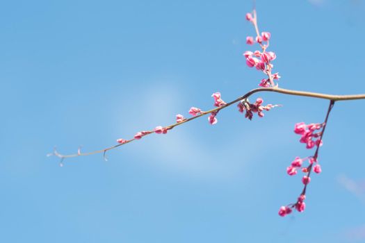 Beautiful Bright Pink oriental flower Cherry Blossoms botany against outdoors  Blue Sky in spring. Abstract romantic feeling.