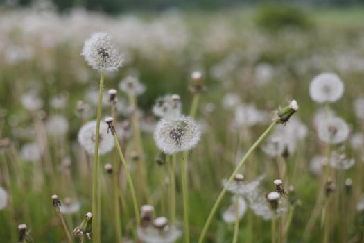 Ripe dandelions in summer in the field. Dandelion flowers blossom. Summer natural background