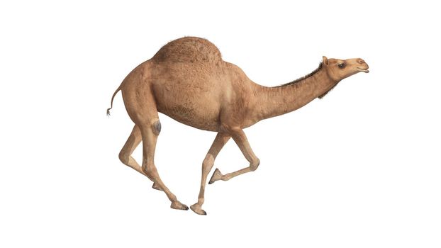 3d render camel walking on white background 4k