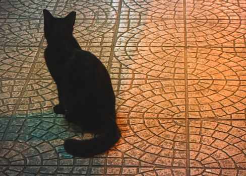 Black cat long tail back view animal alone sitting on street at night