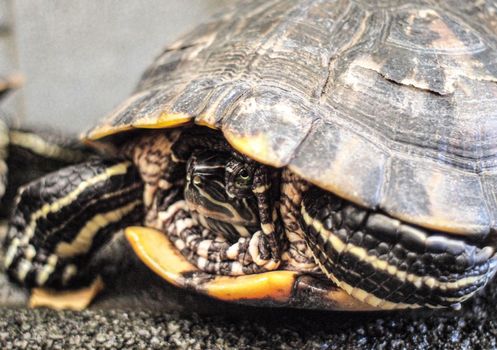 Red Eared Slider Close-up. Side view pet turtle red-eared slider