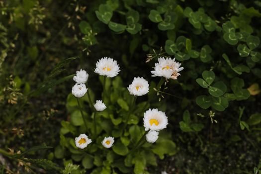 Wild flower in the meadow, summer nature background.