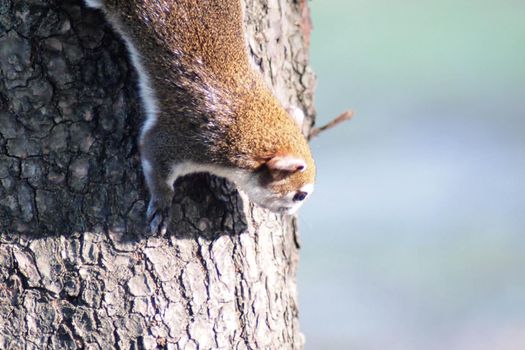 Squirrel cute adorable small animal going down by a tree in park. Wildlife Animals picture.