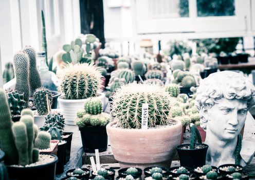 Potted cactus plants next white wooden window. Interior inspiration indoor window garden. Small succulent, cactus, Pot plants decorative on wooden table.