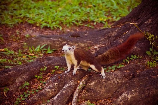 Squirrel cute adorable small animal going down by a tree in park. Wildlife Animals picture.