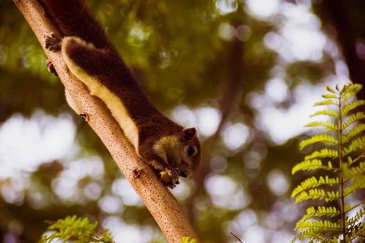 Squirrel going down by a tree in park holding nut in hand. Wildlife Animals picture