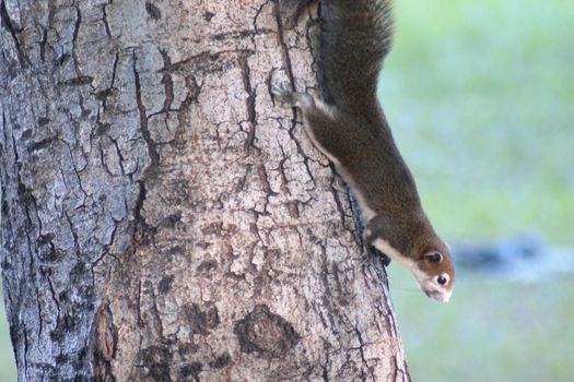 Squirrel cute adorable small animal going down by a tree in park. Wildlife Animals picture.