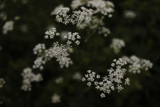 Close-up of wild carrot white flower with selective focus on foreground. High quality photo