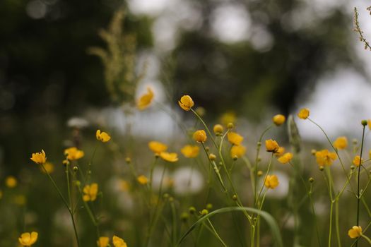 Buttercup yellow flowers in meadow on green grass background. Selective focus, blurred background.