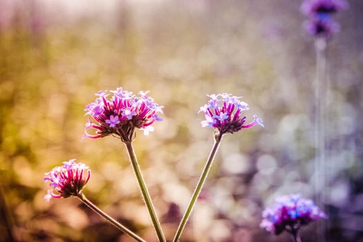 Selective focus magenta and violet purple little flowers in sunlight