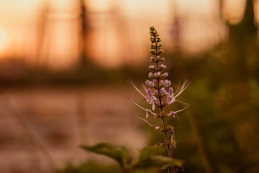 soft focus wild grass wild flower at sunset with warm light bokeh on background