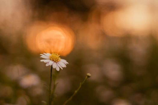 soft focus  Grass flower ,close up  a little wild flowers grass in sunrise and sunset background warm vintage tone photo in sunlight. The blossoming summer garden. Botany. warm sunlight boke