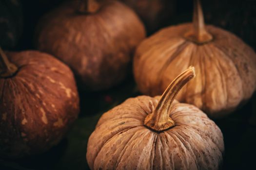 Selective focus photography of pumpkins. Autumn background with pumpkin. Thanksgiving day background