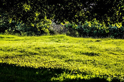 Sunlight shine through Green Spring Park with fresh grass and trees. Beautiful nature background