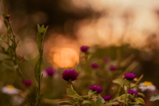 soft focus purple Globe Amaranth at sunset with warm light bokeh on background