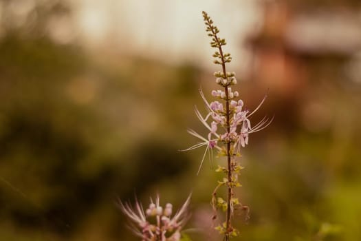 soft focus wild grass wild flower at sunset with warm light bokeh on background