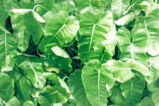 Philodendron leaf (Philodendron melinonii), large green foliage. Natural hart shape leaf tree.