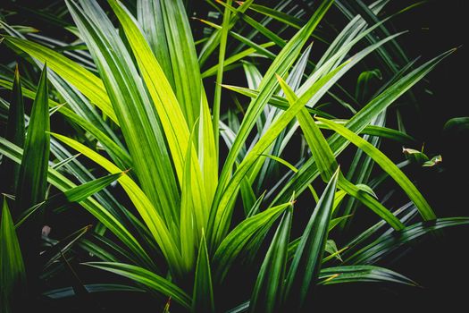 Pandanus amaryllifolius tropical plant fragrant leaves nature background