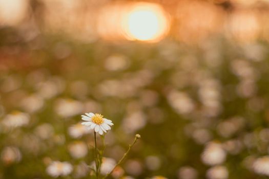soft focus  Grass flower ,close up  a little wild flowers grass in sunrise and sunset background warm vintage tone photo in sunlight. The blossoming summer garden. Botany. warm sunlight boke
