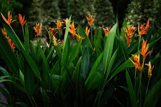 Beautiful orange and yellow heliconia flower, with big green leaves in the background. Tropical leaves colorful flower on dark tropical foliage nature background dark green foliage
