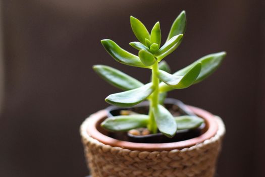 close up succulent cactus plant in pot on black background