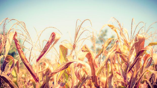 Dried Corn Field Background. Dried Corn Field Background. abstract agriculture harvest product.