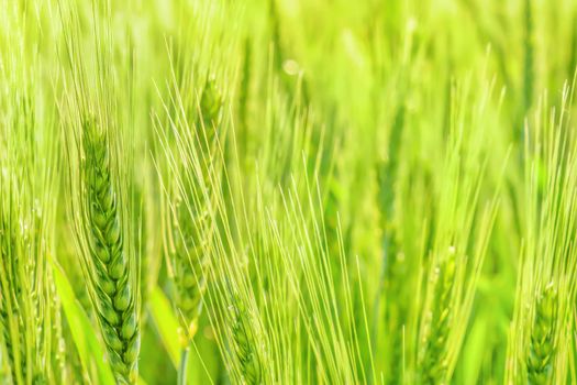 Green wheat growing field grain ears of barley green rye grain farm agriculture background. Organic agriculture green ears of wheat field close up. Growing cereal field agriculture wheat background