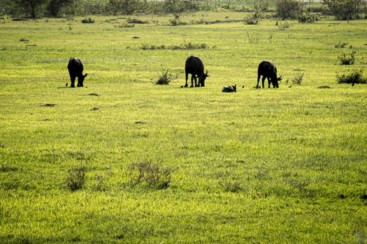 Black buffalos feeding in green paddy field Thailand. Animal in rice farm for productive harvest traditional culture rural area.