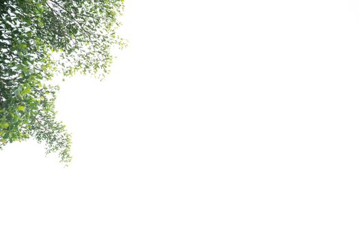 Green leaves plant tree isolated on white background natural foreground idea for nature photography