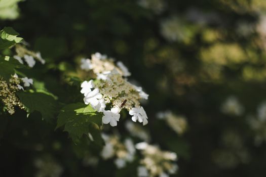 Flowering blossoming viburnum. Decorative shrub. Nature background.