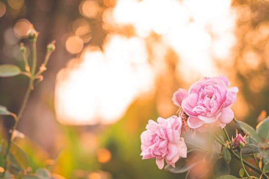 pink rose in garden, bright sunset light, floral background. Selective focus.