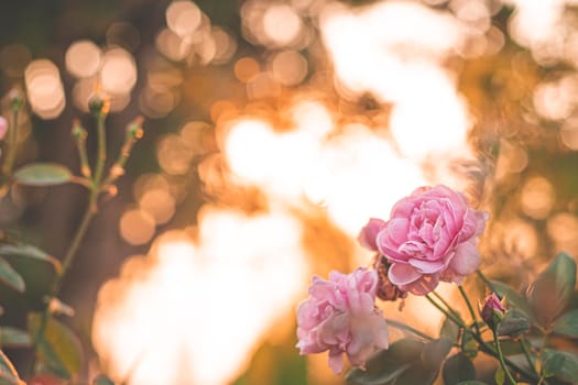 pink rose in garden, bright sunset light, floral background. Selective focus.