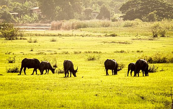 Black buffalos feeding in green paddy field Thailand. Animal in rice farm for productive harvest traditional culture rural area.