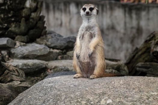 Cute meerkat (suricatta) that small animal its standing to alert look in forward on a small timber that put on stone rock with blur nature background.